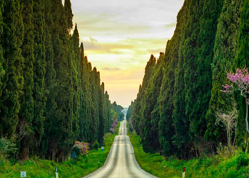 Bolgheri